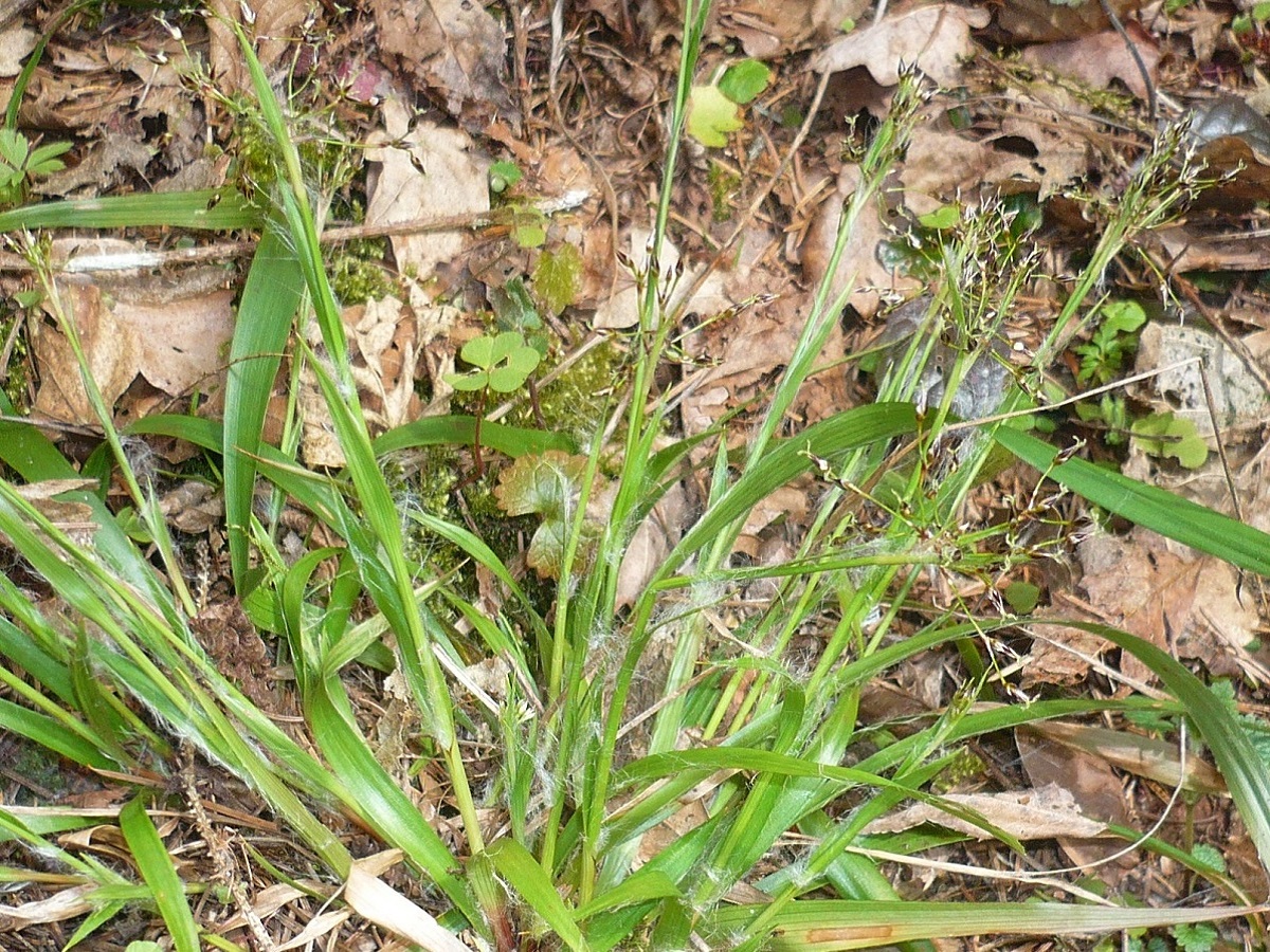 Luzula pilosa (Juncaceae)